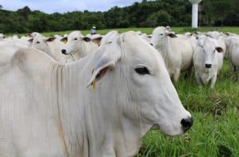 Boi/Cepea: Oscilações de preços caem pela metade em 2025