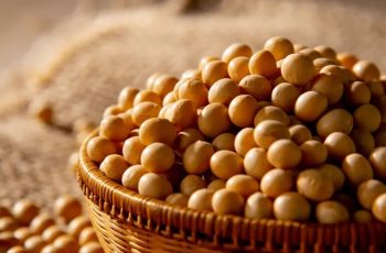 Soja tem nova queda no Brasil e recuo no dólar intensifica pressão sobre o mercado interno