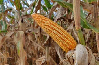 Futuros do milho abrem a sexta-feira perto da estabilidade, esperando o USDA