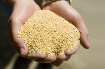 Farelo cai mais de 2% com realização de lucros em Chicago e soja vai na carona