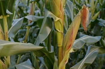 Milho segue a soja e se valoriza nesta quinta-feira com Chicago esperando o USDA