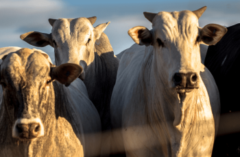 Cotações do boi gordo - 28/11/25 • Portal DBO