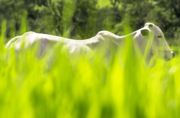 Mercado brasileiro do boi gordo segue estável