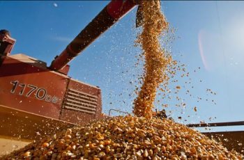 Milho em Mato Grosso sobe 0,81% e fecha a R$ 46,29 por saca 1 Milho em Mato Grosso sobe 0,81% e produtores seguram estoques