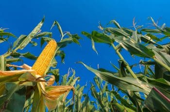 Futuros do milho da B3 têm leve recuo nesta 6ªfeira, mas sobem mais de 3% na...