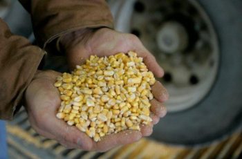 B3 perde força da manhã e futuros do milho passam a ter leves recuos nesta segunda-feira