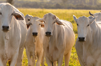 Boi gordo tem alta leve e exportações recordes em outubro
