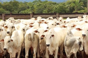 Cotação do boi gordo em Mato Grosso sobe