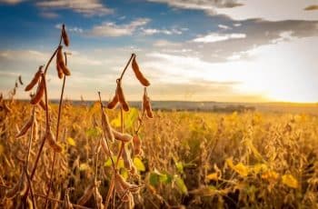 Após baixas consecutivas, mercado da soja opera com estabilidade em Chicago...