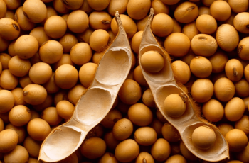 Soja avança em Chicago com expectativas de demanda e forte aumento no esmagamento, mas cenário permanece frágil 12 Soja fecha em forte alta em Chicago