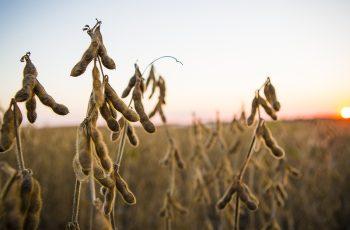 Soja recua entre 14,75 e 17,25 pontos, com janeiro a US$ 11,17 por bushel na Bolsa de Chicago 6 Soja intensifica baixas em Chicago nesta 3ª, com realização de lucros e EUA...