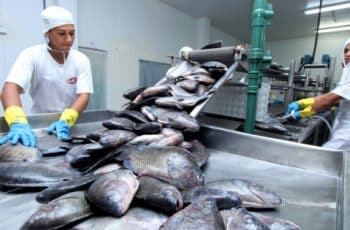 Tocantins registra a segunda menor taxa de desemprego da Região Norte