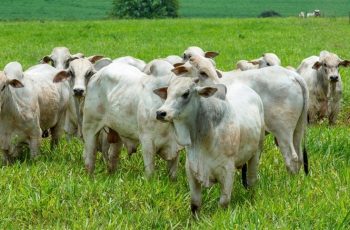 Boi gordo e “boi China” têm queda de preço em São Paulo
