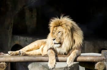 Stablecoins vão pagar imposto no Brasil, planeja Receita Federal