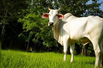 Cotações do boi gordo seguem firmes no Brasil com expectativa de demanda aquecida em dezembro - Visão Agro