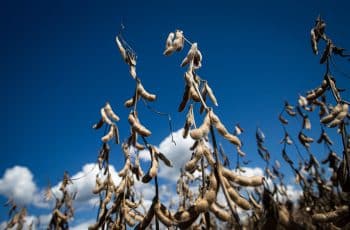 Visita técnica ao CTECNO Araguaia mostrará resultados de pesquisas desenvolvidas para a soja