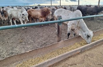 Preço do boi gordo encerra a semana estável depois de subir em São Paulo