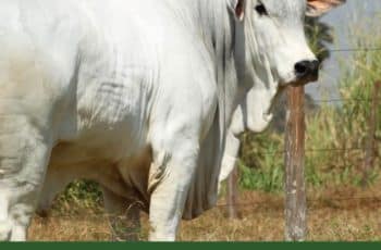 Scot Consultoria: Sobe a cotação do boi gordo e do “boi China” em São Paulo