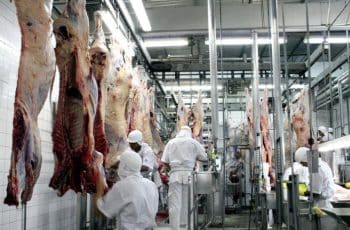 Abate Recorde de Fêmeas em 2025 Pode Impulsionar Alta da Arroba do Boi em 2026