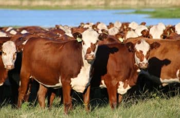 Boi gordo segue estável no fim de 2025; pecuária fecha ano com oferta firme