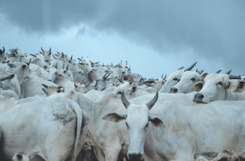 Preço do boi gordo variou menos de 1% em novembro no Estado de SP