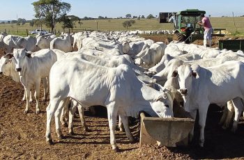 Preço do boi gordo abre dez/25 com estabilidade