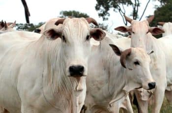 Queda na cotação do boi gordo em Mato Grosso encerra sequência de 15 meses