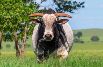 Arroba do boi gordo pode alcançar R$ 400 em 2026, segundo análises de mercado 3 Rumo aos R$ 400 ou novo freio? O futuro do preço da arroba do boi gordo — CompreRural
