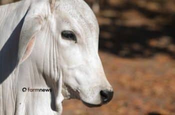 Ágio do bezerro frente ao boi gordo em novembro, entre 2010 e 2025