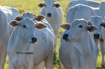 Ágio do bezerro frente ao boi gordo renova máxima de 2025 e alcança maior valor desde 2021