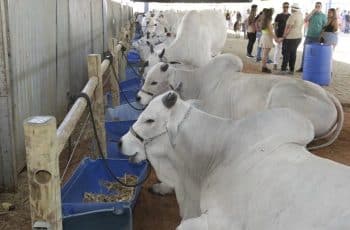 PIB do agronegócio baiano avança no terceiro trimestre de 2025; confira detalhes