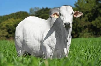 Boi gordo vale R$ 325/@ com aumento de 50% das exportações, enquanto frigoríficos dão férias — CompreRural