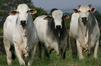 Preço da arroba do boi e da vaca gorda seguem estáveis em MS -