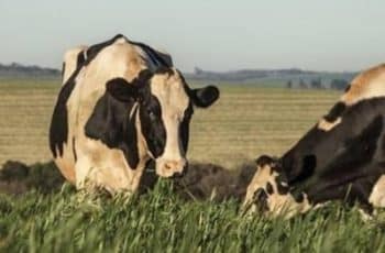 PIB do agro sobe com safra recorde e impulso da pecuária