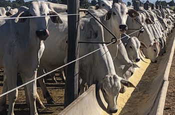 Em São Paulo, cotação estável no mercado do boi gordo