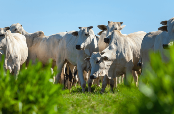Semana abre com preço do boi gordo estacionado em R$ 325/@ em SP