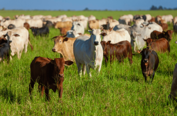 Fundamentos de alta reinam no mercado brasileiro do boi gordo
