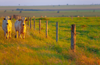 Boi gordo recua em 3 das 17 praças monitoradas pela Agrifatto