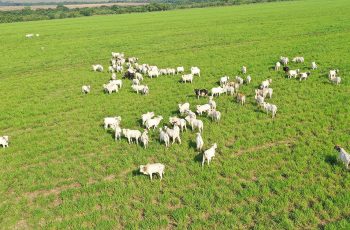 Boi gordo sobe em SP e mais 6 praças monitoradas pela Agrifatto