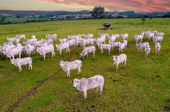 Arroba do boi gordo encerra 2025 em queda em São Paulo • Portal DBO