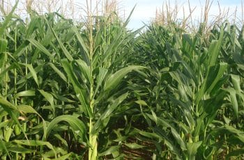 Plantio do milho verão passa de 70% no Brasil