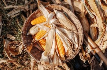 Mato Grosso já comercializou 83% do milho 24/25, mas apenas 25% do 25/26