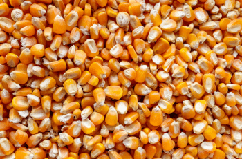 Milho fecha em alta na B3 nesta 2ª feira, mesmo com queda em Chicago e do dólar