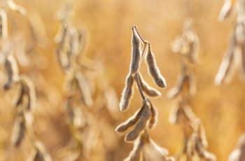 Soja segue lateralizada em Chicago nesta 6ª feira e ainda espera por...