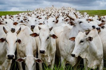 Abate de fêmeas pode contribuir para elevação do valor da arroba do boi em 2026