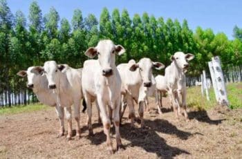como a arroba do boi sobe e desce em Mato Grosso do Sul