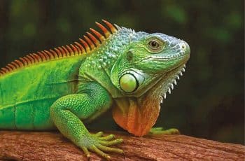 Que inveja! - Tribuna do Norte