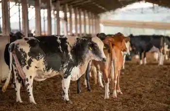 Balança comercial do Tocantins registra superávit de US$ 2,7 bilhões em 2025, segundo MDIC 6 50127400817_bb7167c933_o_0