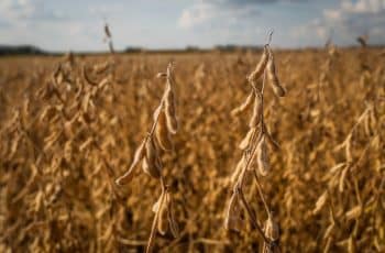 Soja Retoma Alta na Bolsa de Chicago com Suporte de Demanda e Clima na América do Sul