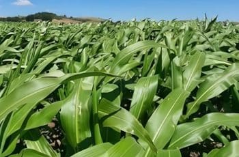 Tecnologia da Elicit Plant Aumenta em 9,4% a Produtividade do Milho no Brasil Sem Alterar o Manejo